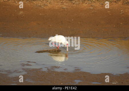 Spatule d'Afrique de l'alimenter dans le barrage, Pilanesberg Banque D'Images