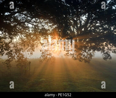 Le soleil qui rayonne à travers les arbres sur un matin d'automne brumeux Banque D'Images