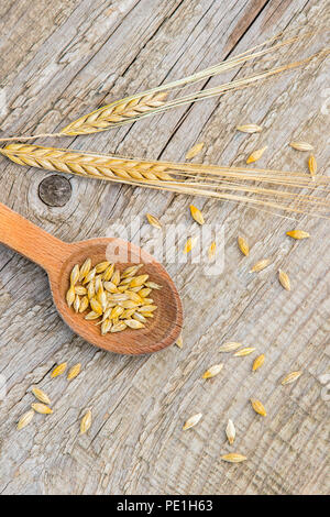 Grains d'orge dans la cuillère en bois sur le vieux fond de bois. Banque D'Images