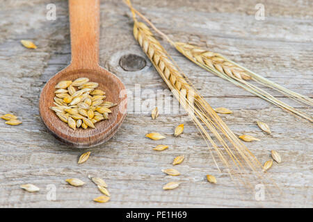 Grains d'orge dans la cuillère en bois sur le vieux fond de bois. Banque D'Images