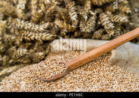 Les grains de blé dans la cuillère en bois sur le vieux fond de bois. Banque D'Images