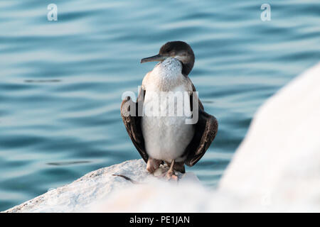 Un petit Cormoran bénéficie d'un bain de soleil sur les rives de la mer Adriatique. Banque D'Images