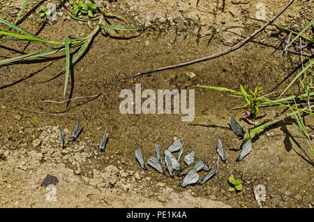 Un groupe de papillons blanc veiné noir ou Aporia crataegi eau potable sur la flaque, district Marchaevo, Sofia, Bulgarie, la montagne Vitosha Banque D'Images