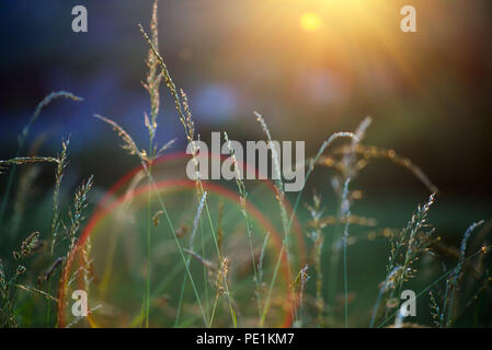 Sun flare sur l'appareil photo un champ vert au cours de l'été - Été concept Banque D'Images