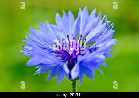 Bleue ou bleuet (centaurea cyanus), gros plan d'une fleur solitaire sur un fond vert. Banque D'Images