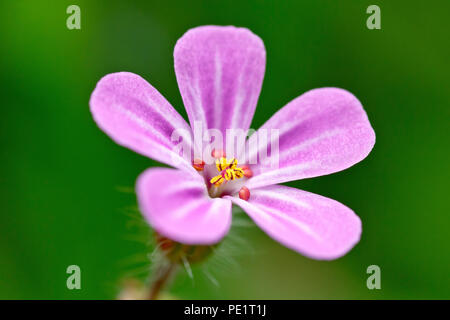 Herb Robert (Geranium robertianum), gros plan d'une fleur simple à faible profondeur de champ. Banque D'Images