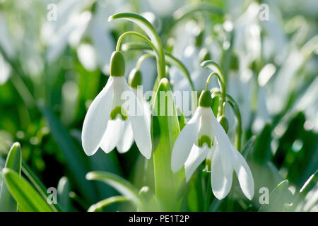 Perce-neige (Galanthus nivalis), close up d'un groupe de fleurs rétro-éclairé. Banque D'Images