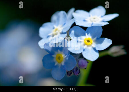 Water forget-me-not (myosotis scorpioides), close up d'un groupe de fleurs. Banque D'Images