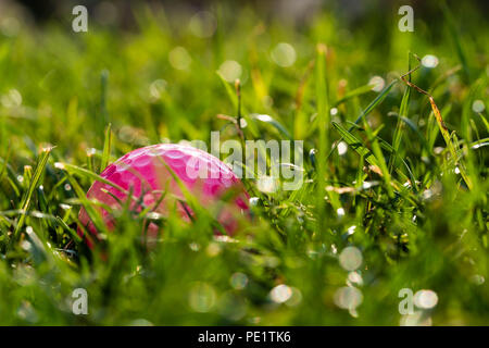 Une balle de golf rose sur un pré. Banque D'Images