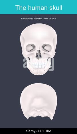 Le crâne humain est la structure osseuse qui forme la tête dans le squelette humain. Il prend en charge les structures du visage et forme une cavité pour le soutien-gorge Illustration de Vecteur