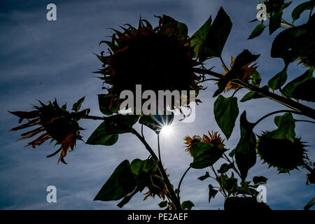 Oerie, Allemagne. Août 12, 2018. Les tournesols sont debout sur un champ près de Oerie. Crédit : Peter Steffen/dpa/Alamy Live News Banque D'Images