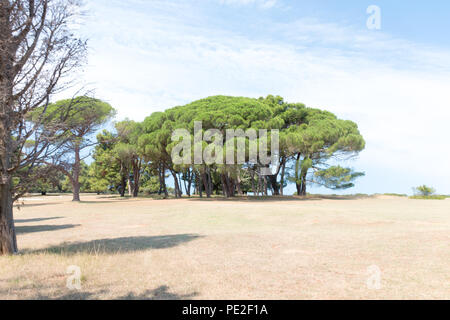 Brijuni, Croatie - Juillet 28, 2018 : Groupe d'arbres sur l'île de Brijuni, Croatie. De nombreuses stars de Hollywood rendez sur incognito vacances ici. Banque D'Images