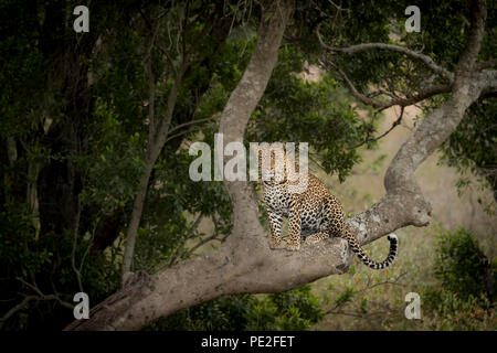 Un léopard dans un arbre au Kenya juste avant de sauter vers le bas pour chasser. Banque D'Images