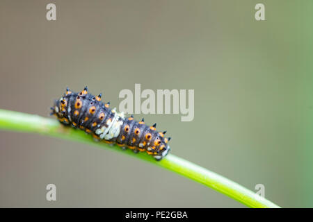 Swallowtail noir orientale caterpillar dans l'aneth. Banque D'Images