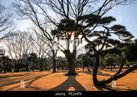 Arbres dans le jardin National de Kokyo Gaien au Palais Impérial de Tokyo Banque D'Images