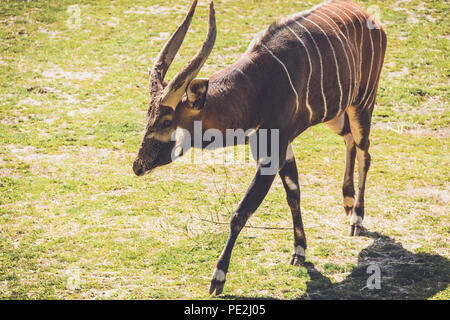 (Tragelaphus eurycerus Bongo africains) promenades le long tranquillement sur l'herbe en sable jardin vintage Banque D'Images