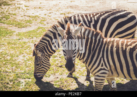 Zebra (Equus quagga) broute des herbes sauvages dans sol sablonneux dans un décor de jardin vintage Banque D'Images