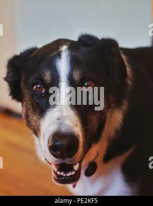 Certains animaux en Engalnd Banque D'Images