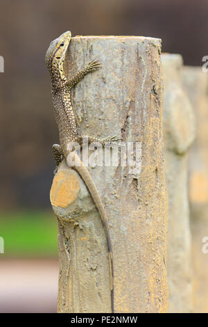 Portrait d'un petit varan Banque D'Images