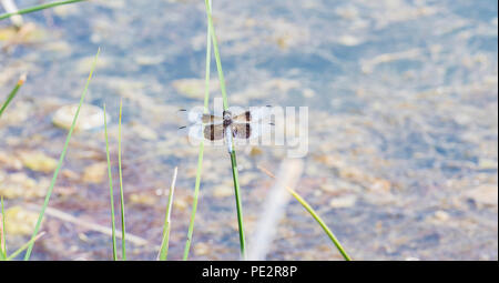 Widow Skimmer Dragonfly (Libellula luctuosa) Perché sur un petit bâton au Colorado Banque D'Images