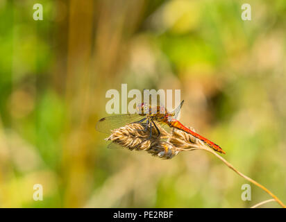 Dard (Ssypetrum commun striolatum) Dragonfly RSPB Wetlands Newport Gwent UK. Juillet 2018 Banque D'Images