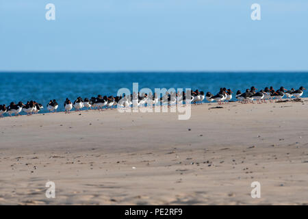 Un troupeau d'huîtriers (Haematopus ostralegus) se percher sur la plage de Coul Liens, Loch Fleet, Sutherland, Scotland, UK Banque D'Images