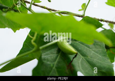 Ivy Gourd dans mon jardin Banque D'Images