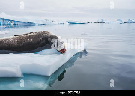 Leopard seal avec la bouche ouverte reposant sur l'iceberg en Antarctique Banque D'Images