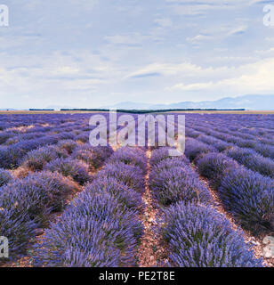 Beau paysage de la nature, champ de lavande en fleurs en Provence, France Banque D'Images