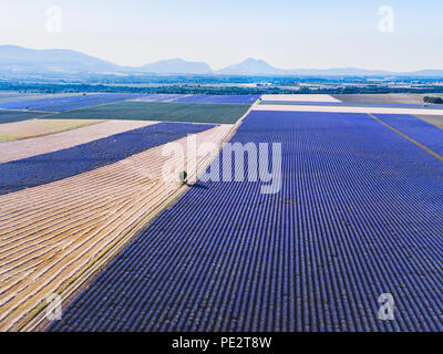 Vue aérienne de champs de lavande en fleurs en Provence, paysage de France Banque D'Images
