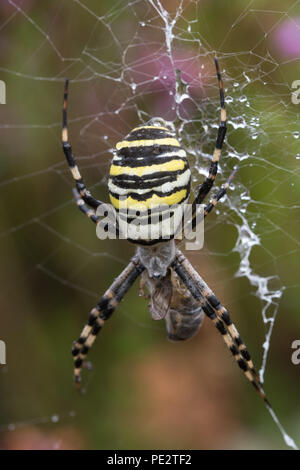 Une araignée Argiope bruennichi (WASP) avec des proies capturées sur goutte couverts web parmi la lande à Surrey, UK Banque D'Images