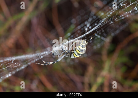 Une araignée Argiope bruennichi (WASP) avec des proies capturées sur goutte couverts web parmi la lande à Surrey, UK Banque D'Images