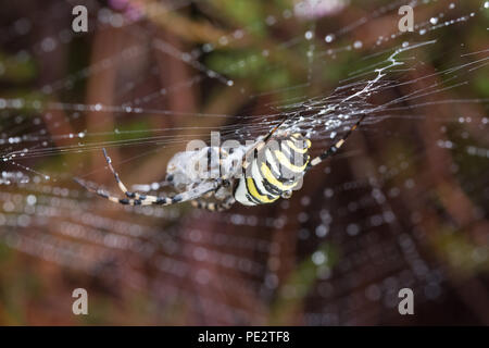 Une araignée Argiope bruennichi (WASP) avec des proies capturées sur goutte couverts web parmi la lande à Surrey, UK Banque D'Images