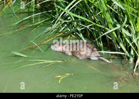 Hot rat brun (Rattus norvegicus), swimming in River, près de Brent Brent réservoir, également connu sous le nom de harpe galloise réservoir, Brent, London, United Kingdom Banque D'Images