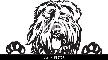 Race de chien bouvier des Flandres Chiot face isolé Illustration de Vecteur