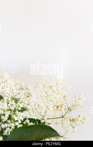 Elderflowers sur fond blanc Banque D'Images