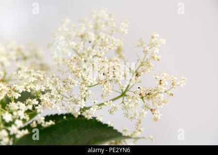 Fleurs de sureau Banque D'Images