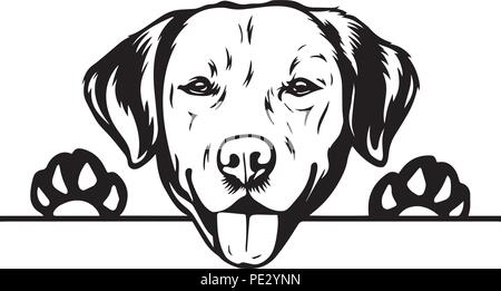 Labrador Retriever race de chien chiot face isolé Illustration de Vecteur