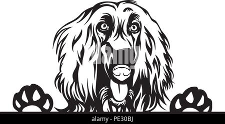 Lévrier Afghan race de chien chiot face isolé Illustration de Vecteur