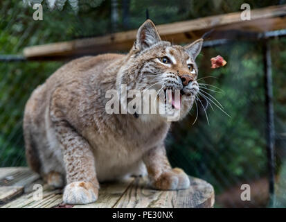 Wild lynx roux essayant d'attraper un morceau de viande crue dans une cage à un sanctuaire Banque D'Images