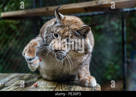 Wild lynx roux lancement d'attraper un morceau de viande crue dans une cage à un sanctuaire Banque D'Images