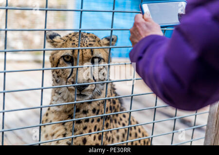 Guépards sauvages dans une cage à un sanctuaire, à la direction de l'appareil photo et les visiteurs curieux de prendre des photos sur le téléphone Banque D'Images