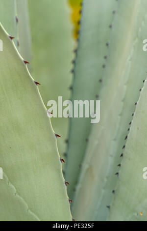 Les feuilles d'agave, Rio Grande City, Texas, États-Unis Banque D'Images