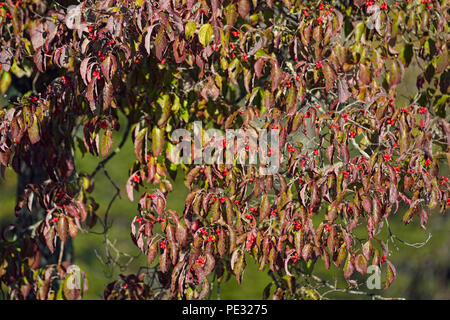 Cornouiller à fleurs feuillage de l'automne avec des fruits, Great Smoky Mountains National Park, California, USA Banque D'Images