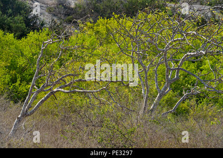Palo Santo arbres avec le feuillage frais, le parc national des Îles Galapagos, l'île de Floreana, Equateur Banque D'Images