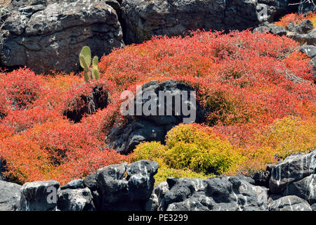 Tapis Galapagos Galapagos, mauvaises herbes ou de la mer du rivage le pourpier pourpier (Le Coucal portulacastrum ou microphyllum), Banque D'Images