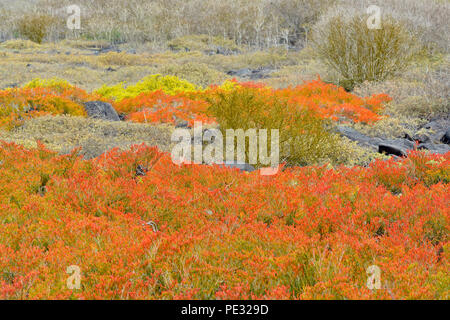 Tapis Galapagos Galapagos, mauvaises herbes pourpier pourpier de mer/littoral (Le Coucal portulacastrum ou microphyllum), îles Galapagos, Equateur Parc National Banque D'Images