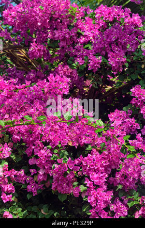 Bougainvilliers en fleurs, Puerto Baquerizo Moreno, Équateur, l'île San Cristobal Banque D'Images