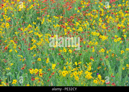 Fleurs sauvages en bordure de l'isoète d'avec Daisy et Indian blanket, Johnson City, Texas, États-Unis Banque D'Images