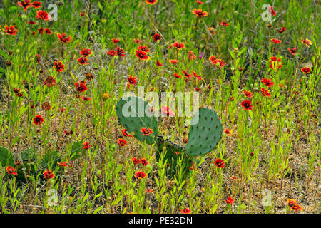 Couverture indienne et Fleur de cactus, la Turquie Bend LCRA, Texas, États-Unis Banque D'Images